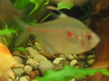 Hyphessobrycon erythrostigma